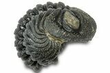 Wide Enrolled Morocops Trilobite - Morocco #310766-2